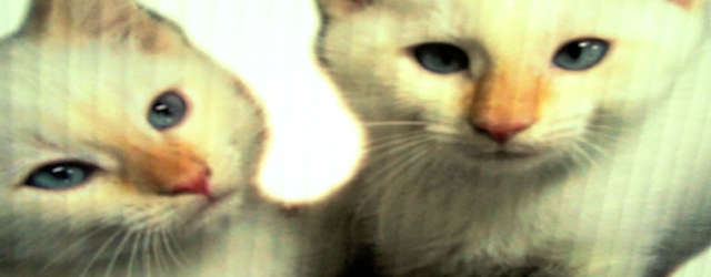 FREEEBIRD#51-#CatShow #CatShow #CatShow